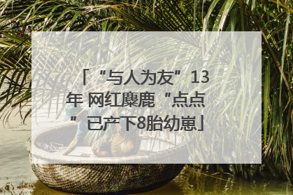 “与人为友”13年 网红麋鹿“点点”已产下8胎幼崽