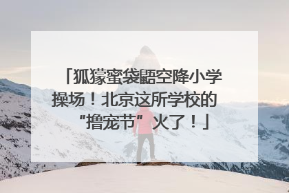 狐獴蜜袋鼯空降小学操场！北京这所学校的“撸宠节”火了！