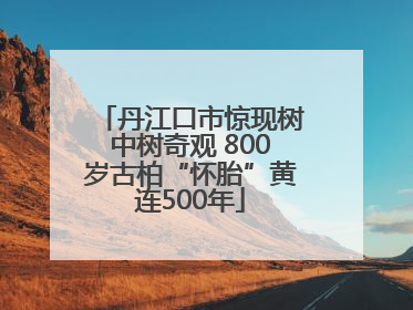 丹江口市惊现树中树奇观 800岁古柏“怀胎”黄连500年