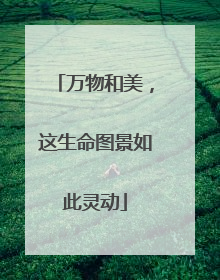 万物和美，这生命图景如此灵动