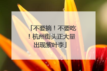 不要摘！不要吃！杭州街头正大量出现紫叶李