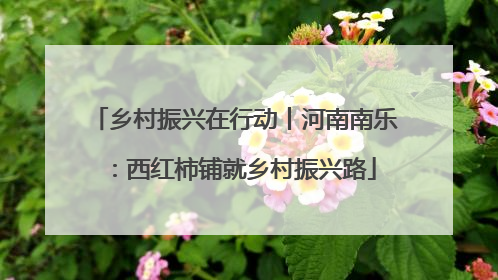 乡村振兴在行动丨河南南乐：西红柿铺就乡村振兴路