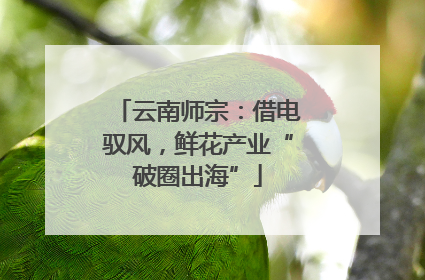 云南师宗：借电驭风，鲜花产业“破圈出海”