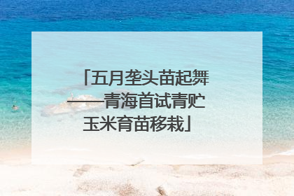 五月垄头苗起舞——青海首试青贮玉米育苗移栽