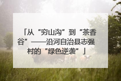 从“穷山沟”到“茶香谷”——沿河自治县志强村的“绿色逆袭”