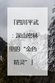 四川平武：深山密林里的“金色精灵”