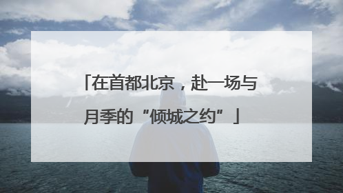 在首都北京，赴一场与月季的“倾城之约”