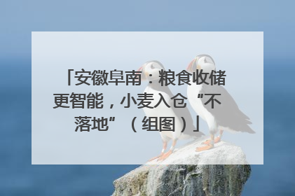 安徽阜南：粮食收储更智能，小麦入仓“不落地”（组图）