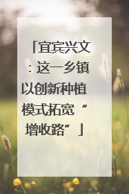 宜宾兴文：这一乡镇以创新种植模式拓宽“增收路”