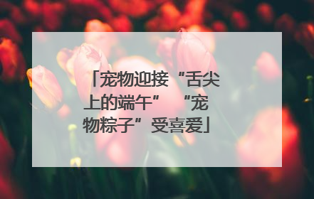 宠物迎接“舌尖上的端午” “宠物粽子”受喜爱