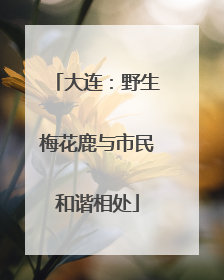 大连：野生梅花鹿与市民和谐相处