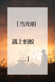 当光明遇上蚂蚁……