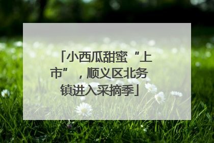 小西瓜甜蜜“上市”,顺义区北务镇进入采摘季