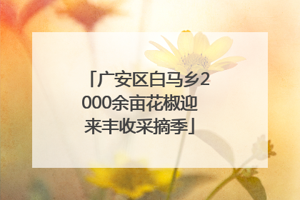 广安区白马乡2000余亩花椒迎来丰收采摘季