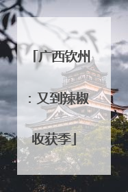 广西钦州：又到辣椒收获季