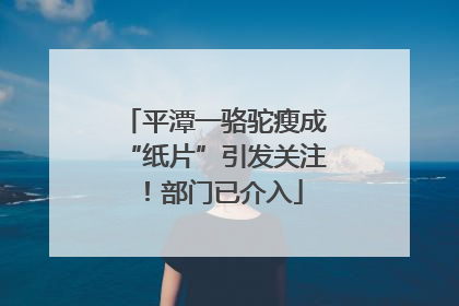 平潭一骆驼瘦成“纸片”引发关注！部门已介入