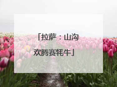拉萨：山沟欢腾赛牦牛