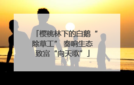 樱桃林下的白鹅“除草工” 奏响生态致富“向天歌”