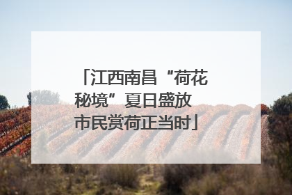 江西南昌“荷花秘境”夏日盛放 市民赏荷正当时