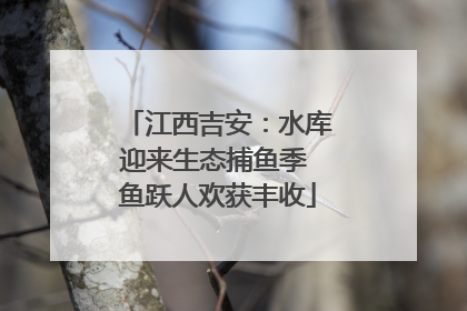 江西吉安：水库迎来生态捕鱼季 鱼跃人欢获丰收