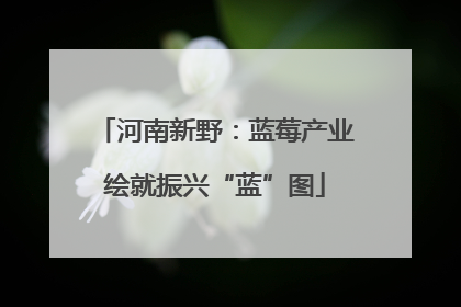 河南新野：蓝莓产业绘就振兴“蓝”图