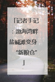 记者手记：渤海湾畔盐碱滩变身“新粮仓”