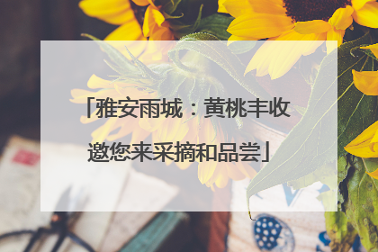 雅安雨城：黄桃丰收 邀您来采摘和品尝