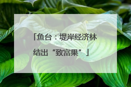 鱼台：堤岸经济林结出“致富果”