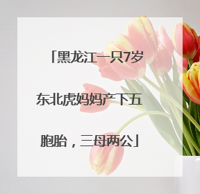 黑龙江一只7岁东北虎妈妈产下五胞胎，三母两公