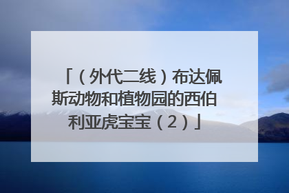 （外代二线）布达佩斯动物和植物园的西伯利亚虎宝宝（2）