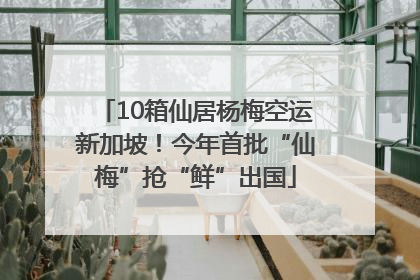 10箱仙居杨梅空运新加坡！今年首批“仙梅”抢“鲜”出国