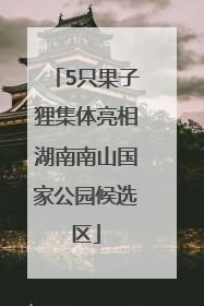5只果子狸集体亮相湖南南山国家公园候选区